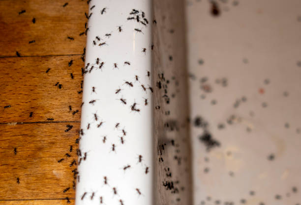 Best Flea Control Services  in Panama, OK