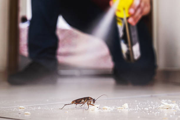 Flea Control Services in Panama, OK