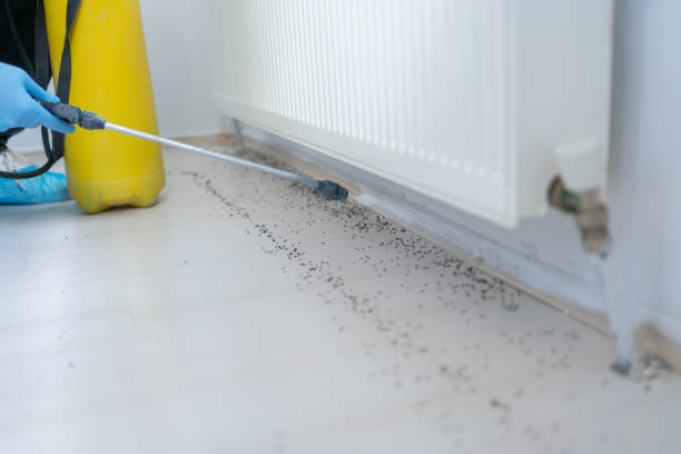 Best Ant Control Services  in Panama, OK