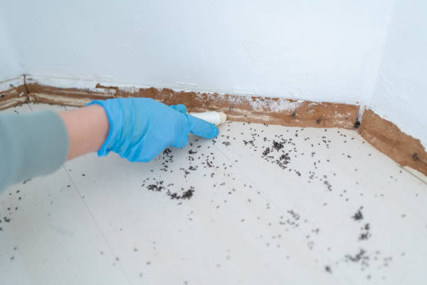 Best Mosquito Control Services  in Panama, OK